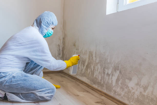 Licensed Mold Remediation service in Houston, TX - WQB Mold Removal
